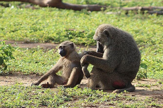3 Days Sunrise Elephant Safari-Mole Park with -Round Trip Flight - Frequently Asked Questions