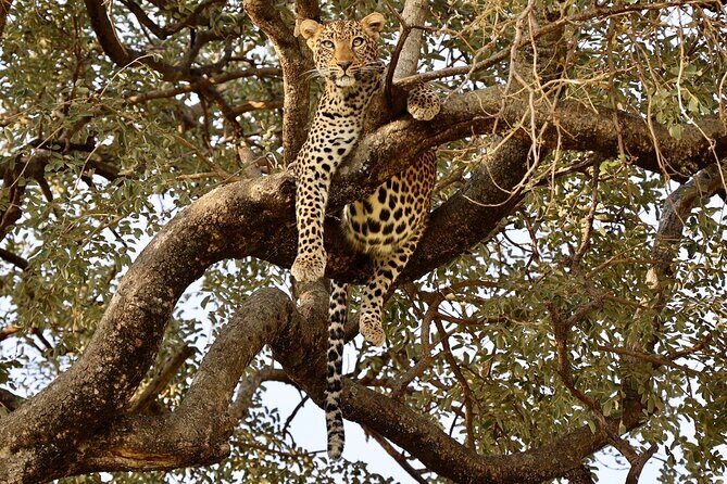 3 Days Tanzania Budget Group Joining Safari Tour - Day 2: Ngorongoro Crater – The Wildlife Carousel
