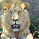 3 Days Tanzania group join safari - Serengeti & Ngorongoro crater - Authentic Experiences and Real Traveler Insights