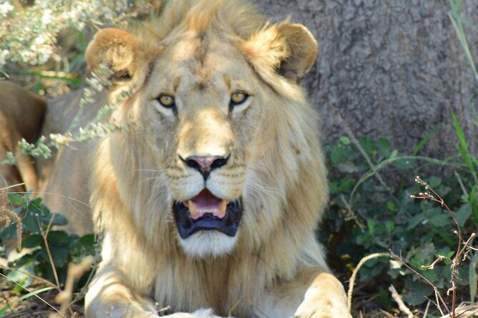 3 Days Tanzania group join safari - Serengeti & Ngorongoro crater - Authentic Experiences and Real Traveler Insights