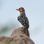 3 Days Tanzania lodge Safari - Detailed Review of the 3-Day Safari Experience
