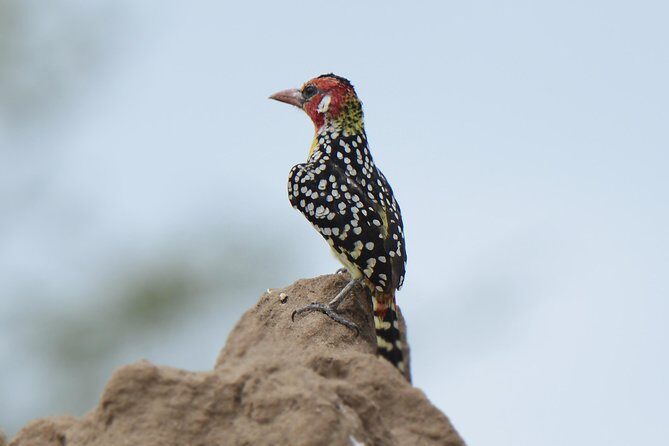 3 Days Tanzania lodge Safari - Detailed Review of the 3-Day Safari Experience