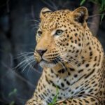3 Days Tanzania Private Big 5 Safari with Midrange Lodge - Accommodation and Transportation