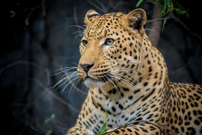 3 Days Tanzania Private Big 5 Safari with Midrange Lodge - Accommodation and Transportation