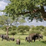 3 Days Tanzania Private Budget Safari to Serengeti & Ngorongoro - Why This Tour Offers Great Value