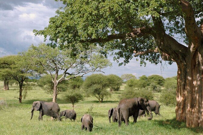 3 Days Tanzania Private Budget Safari to Serengeti & Ngorongoro - Why This Tour Offers Great Value