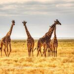 3 Days Tanzania Private Luxury Safari to Serengeti & Ngorongoro - What Makes This Safari Stand Out
