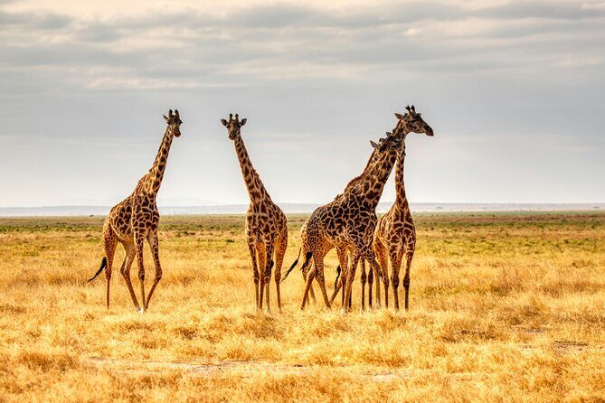 3 Days Tanzania Private Luxury Safari to Serengeti & Ngorongoro - What Makes This Safari Stand Out