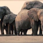 3 Days Tanzania Safari Tarangire, Manyara, & Ngorongoro Crater. - The Sum Up: Who Should Consider This Safari?