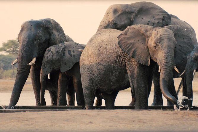 3 Days Tanzania Safari Tarangire, Manyara, & Ngorongoro Crater. - The Sum Up: Who Should Consider This Safari?