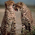 3 Days Tanzania Safari to Manyara Tarangire and Ngorongoro - Why This Safari Offers Great Value