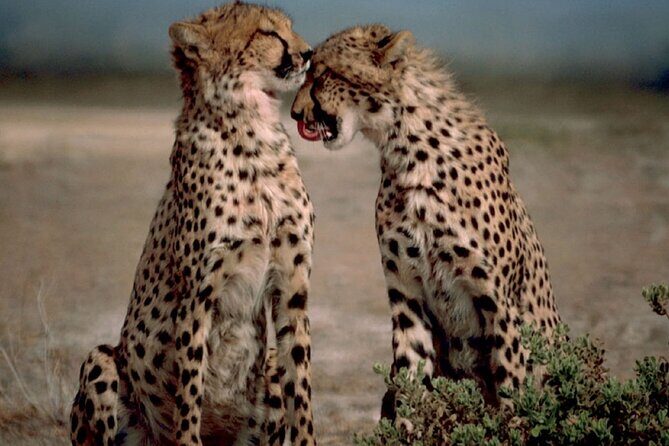 3 Days Tanzania Safari to Manyara Tarangire and Ngorongoro - Why This Safari Offers Great Value