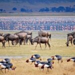 3-Days Tanzania Safari Tours - Transportation and Guides