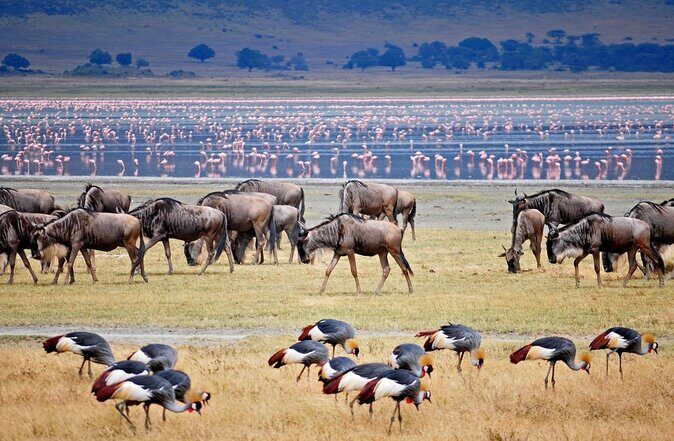 3-Days Tanzania Safari Tours - Transportation and Guides