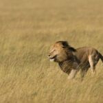 3 Days Tanzania Short and Spicy - The itinerary in detail