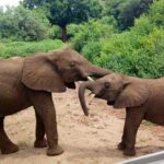 3 - Days Tanzania Wildlife Safari - Practical Tips for Your Safari