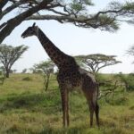 3 days Tarangire, Lake Manyara and Ngorongoro - FAQ