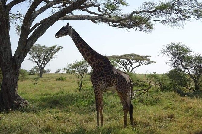 3 days Tarangire, Lake Manyara and Ngorongoro - FAQ