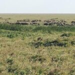 3 Days Tarangire , Ngorongoro Crater & Manyara From Zanzibar - Practical Details and Tips