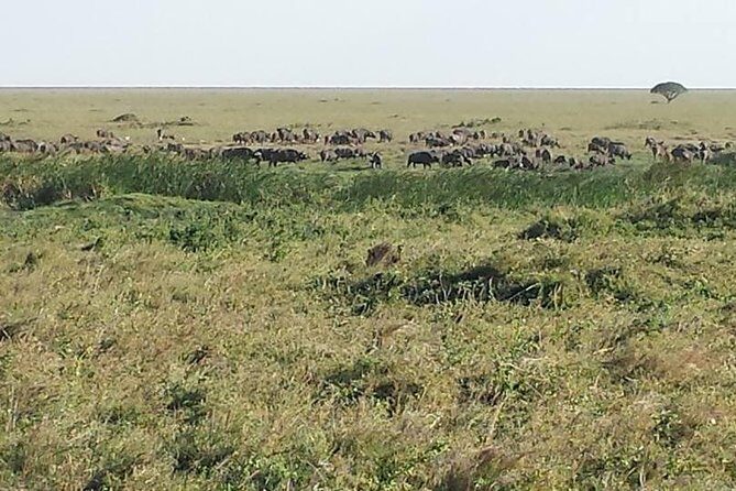 3 Days Tarangire , Ngorongoro Crater & Manyara From Zanzibar - Practical Details and Tips