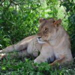 3 days Tarangire, Ngorongoro & Lake Manyara package - Who This Tour Is Best For