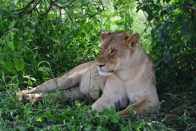 3 days Tarangire, Ngorongoro & Lake Manyara package - Who This Tour Is Best For