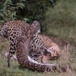 3 Days to Maasai Mara N/R. - Key Points