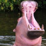 3 Days Tour at Chobe Park and Victoria Falls with Airport Pickup - Who Will Love This Tour?