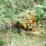 3 Days Trip To Murchison Falls - Deep Dive into the Experience: Transportation, Food, and Comfort