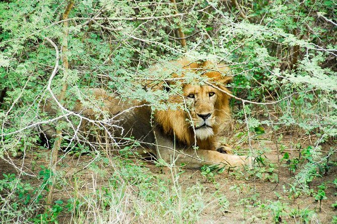 3 Days Trip To Murchison Falls - Deep Dive into the Experience: Transportation, Food, and Comfort