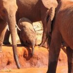 3 Days Tsavo East & Amboseli (2 Nights) - What Makes This Tour Stand Out?