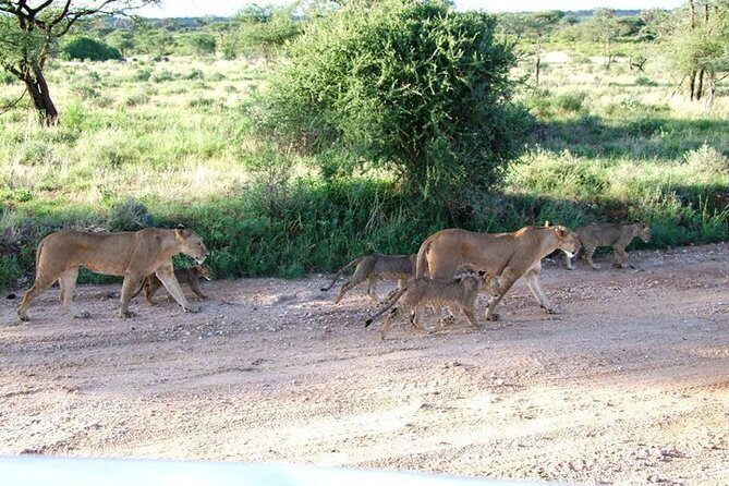 3 Days Tsavo East & West starting from Mombasa. - Transportation, Timing, and Practicalities