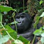 3 days Uganda Gorilla safari tour with relaxation on Lake Bunyonyi - What Makes This Tour Stand Out