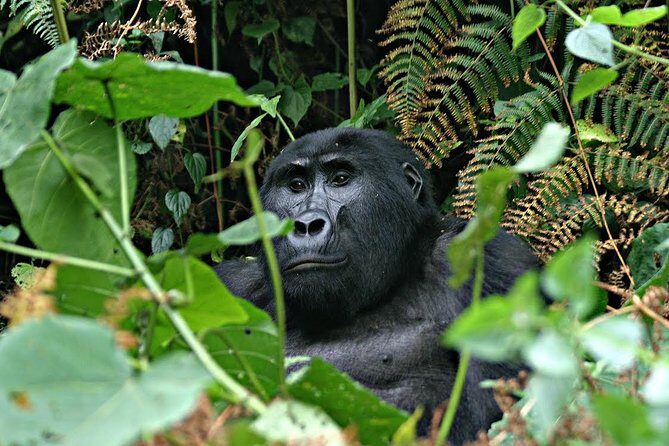 3 days Uganda Gorilla safari tour with relaxation on Lake Bunyonyi - What Makes This Tour Stand Out