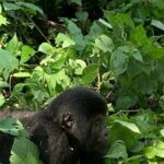 3 Days Uganda Gorilla trek Safari Tour - Who Is This Tour Best For?