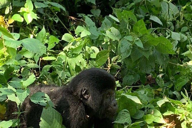 3 Days Uganda Gorilla trek Safari Tour - Who Is This Tour Best For?