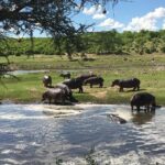 3 Days Unique safari Selous Game Reserve Tanzania - Practical Tips for Your Safari