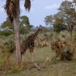3 Days Wild Tour Queen Elizabeth National Park Safari Uganda - What Sets This Tour Apart