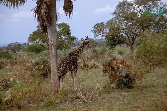 3 Days Wild Tour Queen Elizabeth National Park Safari Uganda - What Sets This Tour Apart