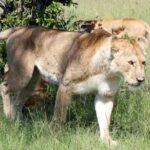 3 Days(2 nights) Tsavo East Tour & Saltlick (Cost based on minimum 2 persons) - What’s Included and What to Know