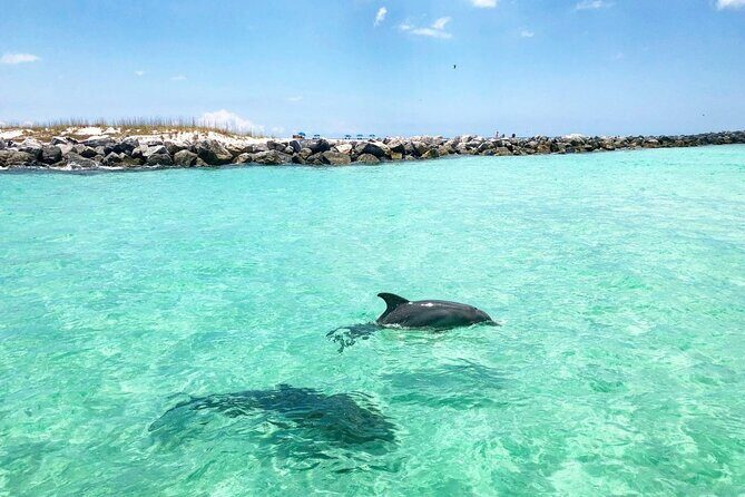 3 Hour Dolphin Tour and Snorkeling in Shell Island - The Itinerary in Detail