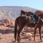 3 Hour Horse Riding Adventure around the Petra Area - What Reviewers Say: Authentic Insights