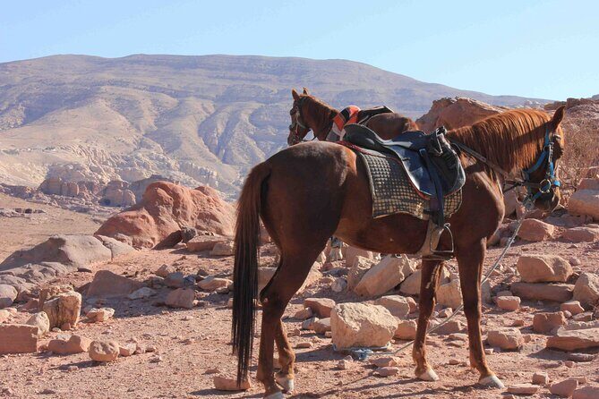 3 Hour Horse Riding Adventure around the Petra Area - What Reviewers Say: Authentic Insights
