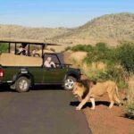 3-Hour Private Game Drive in Pilanesberg National Park - Why This Tour Offers Great Value