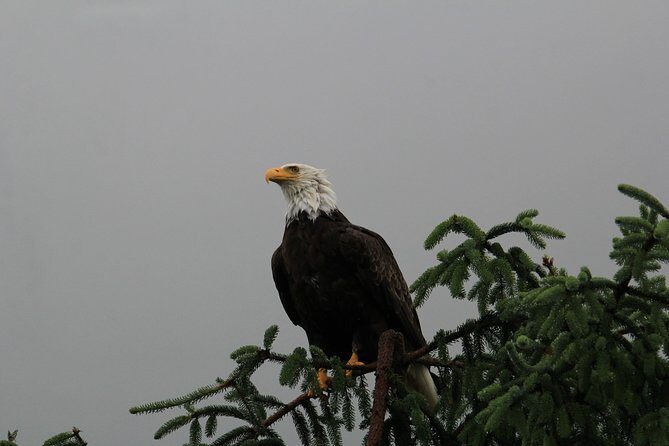 3 Hour Rainforest Walk & Totem Park Wild Wolf Tours - The Real Experience: What Travelers Are Saying