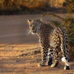 3-Hour Safari Tour in Pilanesberg National Park - Final Thoughts