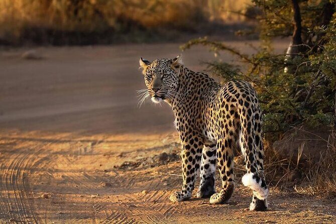 3-Hour Safari Tour in Pilanesberg National Park - Final Thoughts