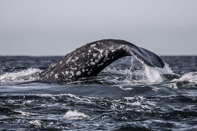 3-Hour Whale Watching Tour from Monterey - Value and Cost Considerations