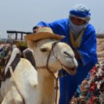 3 hours Camel Ride in Essaouira, beach and dunes - Family-Friendly and Practical Aspects