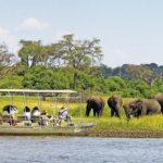 3 Hours Chobe River Boat Cruise - What to Expect on the Tour